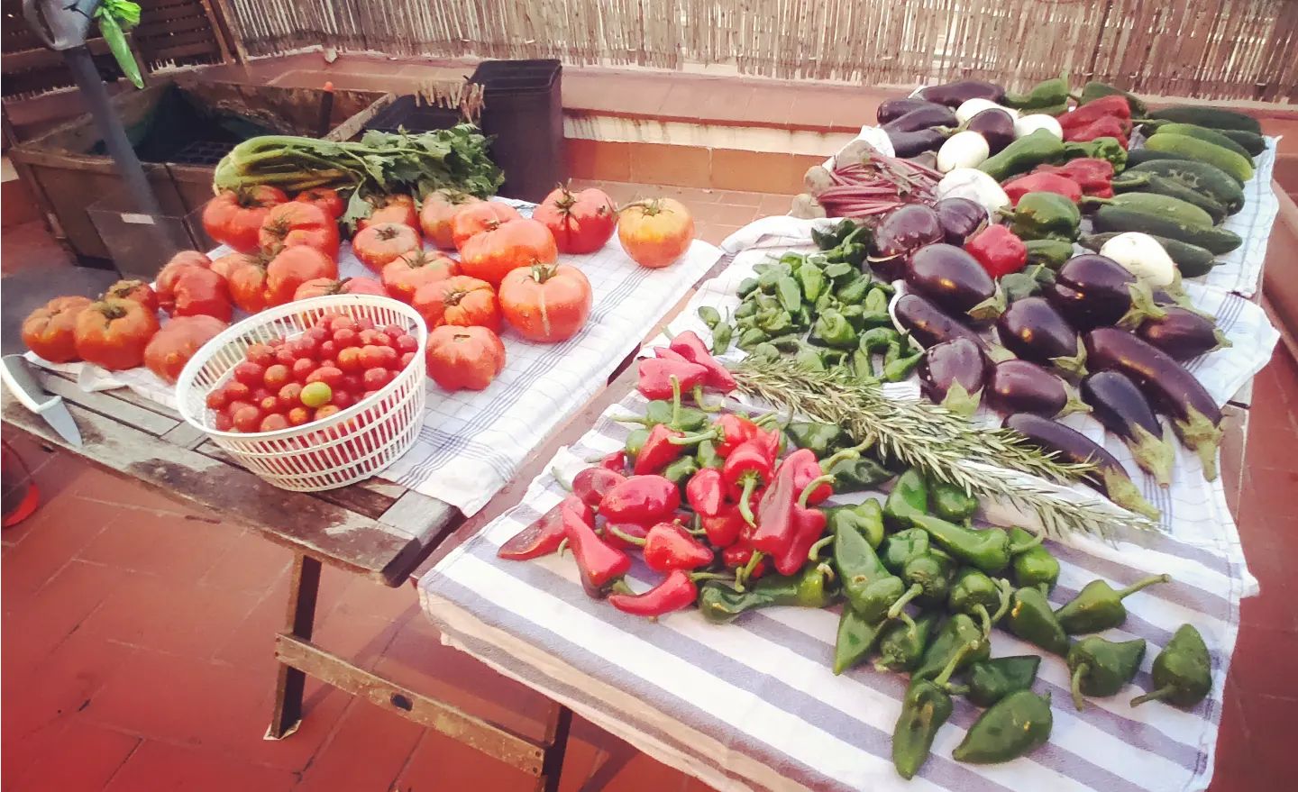 Última cosecha de la temporada de verano en #tuhuertobarcelona de un solo #huerto !!!! #cosecha #barcelona #huertoecologico #huertourbano