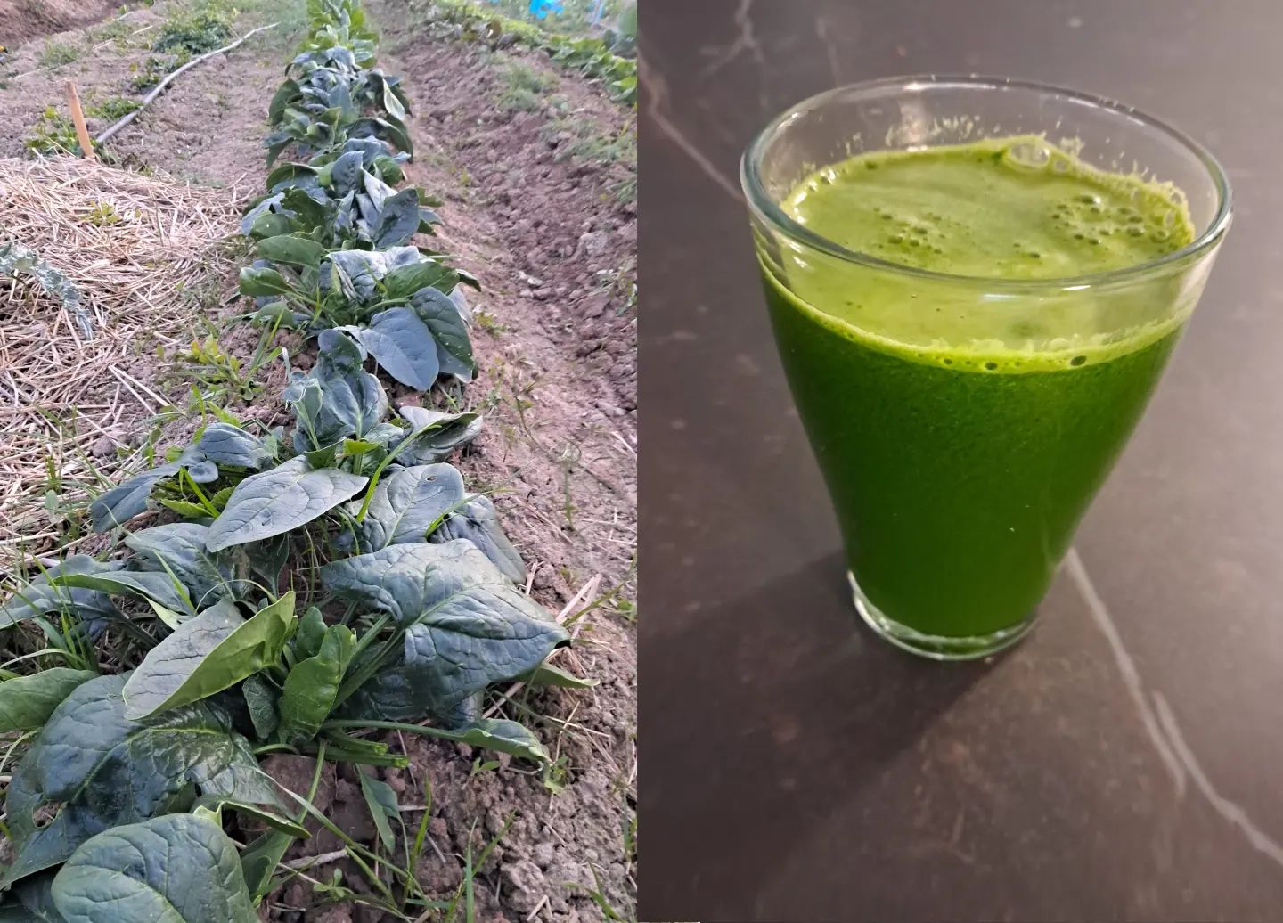 Llegan las espinacs y los zumos verdes
#huertourbano #huertoecologico #sucverd