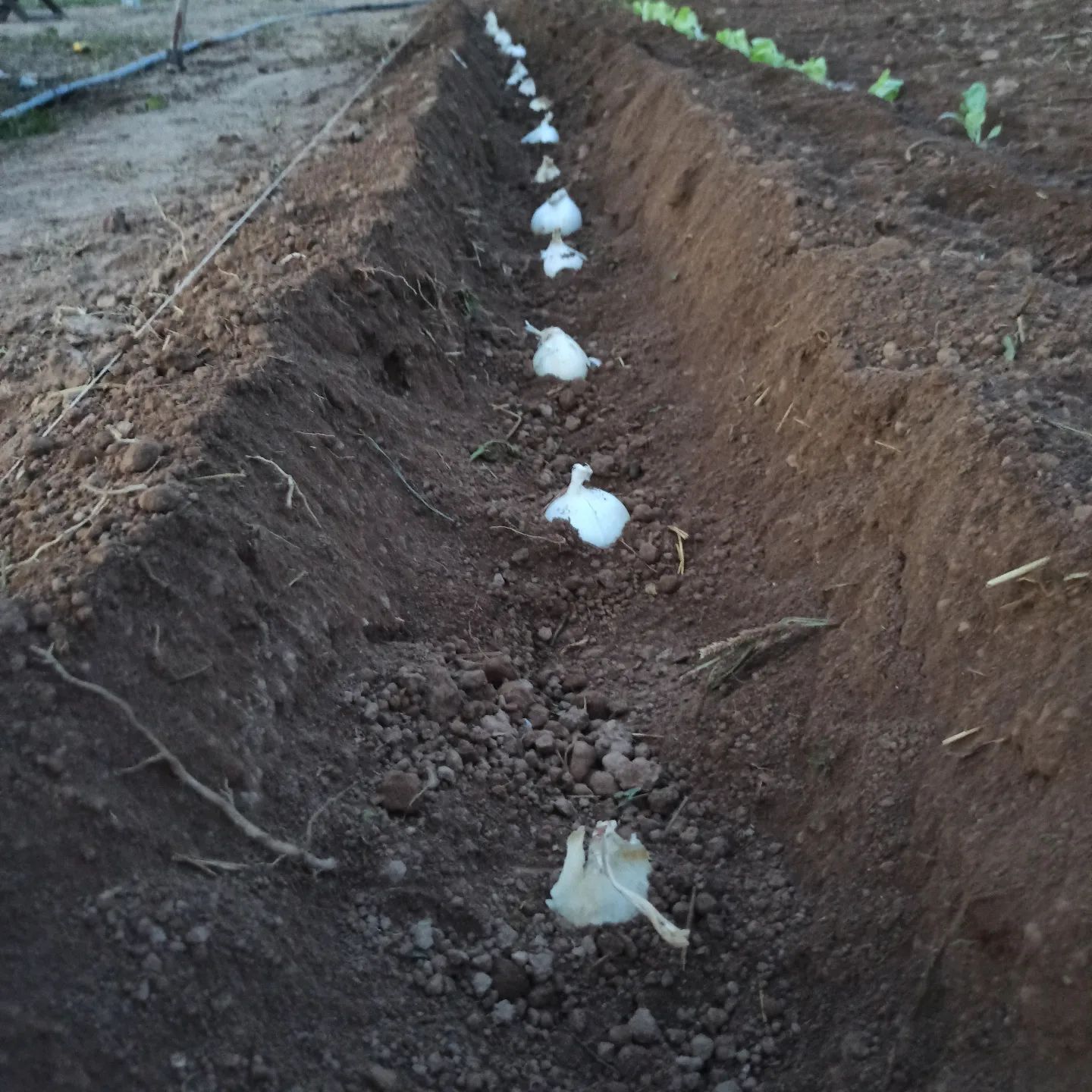 Calçots. Recomendaciones de como plantar y mantener:
 - Comprar calçots ;)
 - Hacer canal de unos 30 cm dejando tierra a la derecha e izquierda. Al ir sacando la arena, una para cada lado.
 - Poner los calçots apretando contra la tierra. Sino aguantará recto, poner algo de arena por los laterales.
 - La distancia entre calçots debe ser de unos 30cm.
 - NO REGAR NI TAPAR.

Una vez plantados, a medida que empiecen a brotar hay que ir tapando el tronco para que se mantenga blanco. Este proceso se relizara aproximadamente cada mes y medio, de 2 a 3 veces hasta comerlos.

En principio no debería ser necesario regarlos, ya que aunque puede parecer que van más rápido, cuando se recojan estaran podridos.

Os avisaremos cuando los tapemos por primera vez o si sigue lloviendo tan poco regarlos.

#tuhuertobarcelona
#calçots
