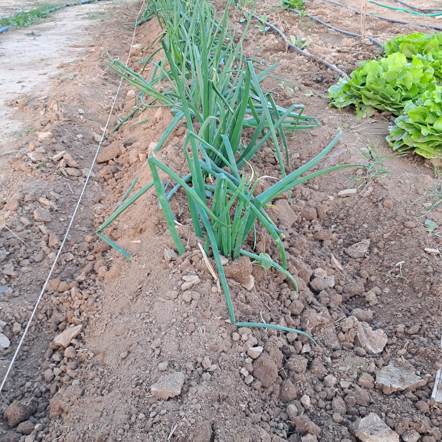 A calçar els calçots!